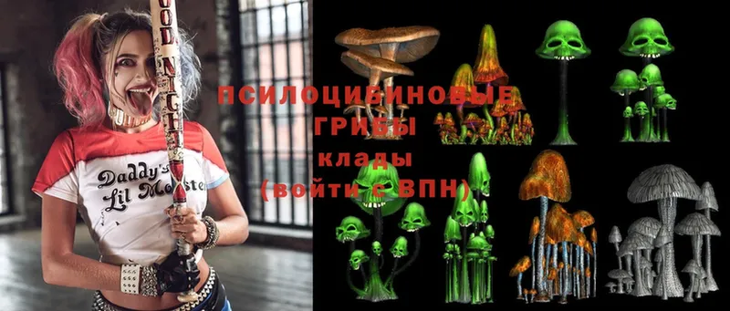 blacksprut tor  Гудермес  Псилоцибиновые грибы Psilocybine cubensis 